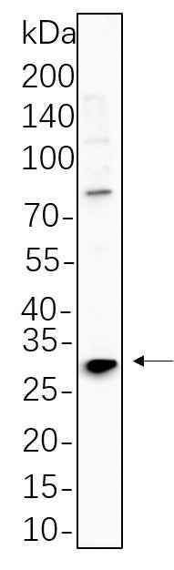 Anti-Human/Mouse/Rat RPS6 Antibody [B574] - ABMIUM