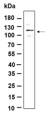 Anti-Human/Mouse/Rat FAK Antibody [B909]