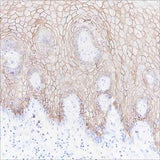 Anti-Human/Mouse CD138/Syndecan-1 Antibody [A158]