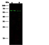 Anti-Mouse FGFRL1 Antibody [B419]