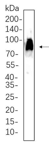 Anti-Mouse CD86 Antibody [B1148]