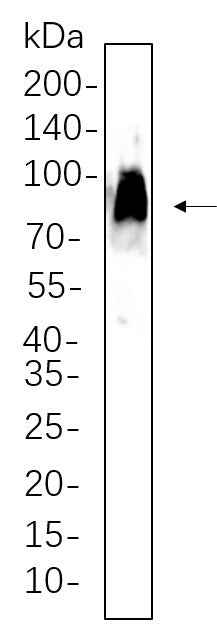 Anti-Mouse CD86 Antibody [B1148] - ABMIUM
