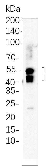 Anti-Human/Mouse/Rat LEF1 Antibody [B637] - ABMIUM