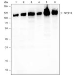 Anti-Human/Rat/Mouse MYO1C Antibody [A610]