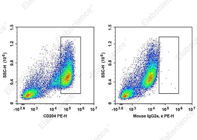 Anti-Human CD204 Antibody [7C9C20] - ABMIUM