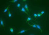 Anti-Human MAPK9 Antibody [B270]