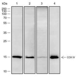 Anti-Human/Rat/Mouse COX IV Antibody [A482]