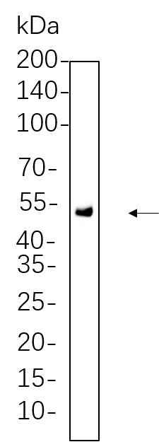 Anti-Human/Mouse/Rat Chk1 Antibody [B733] - ABMIUM