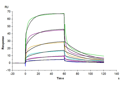 Captured Human FcγRIIIA / CD16a (V176) recombinant protein (Cat: PKSH030286) on Anti-His Chip can bind Bevacizumab (IgG1) with an affinity constant of 0.31 μM as determined in an SPR assay (Biacore T200).