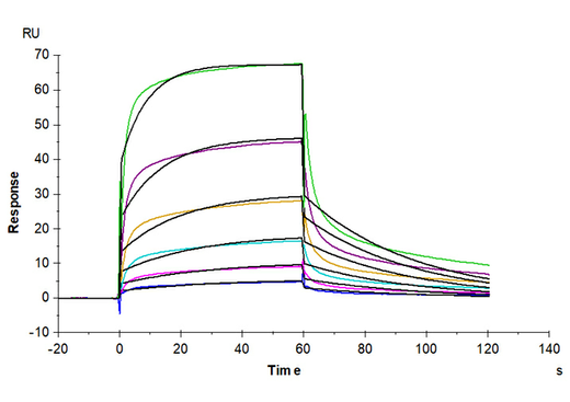 Captured Human FcγRIIIA / CD16a (V176) recombinant protein (Cat: PKSH030286) on Anti-His Chip can bind Bevacizumab (IgG1) with an affinity constant of 0.31 μM as determined in an SPR assay (Biacore T200).