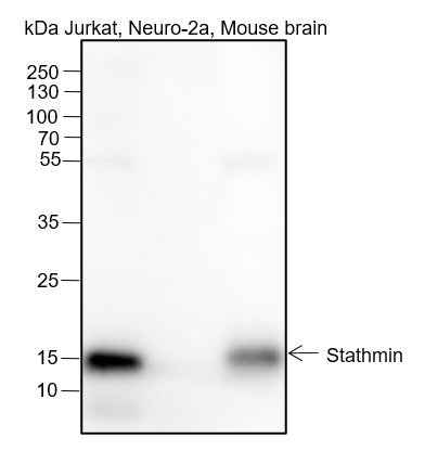 Anti-Human/Rat/Mouse Stathmin Antibody [A368] - ABMIUM