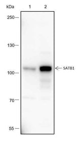 Anti-Human SATB1 Antibody [A355]