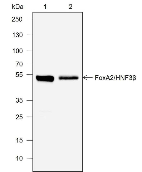 Anti-Human FOXA2 Antibody [A743] - ABMIUM