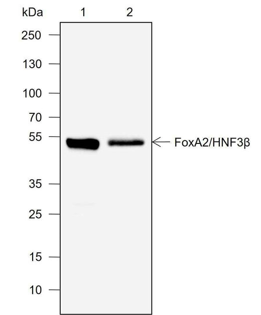 Anti-Human FOXA2 Antibody [A743] - ABMIUM