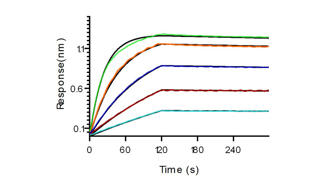 Loaded anti-FAP antibody, human IgG1 on proA Biosensor, can bind Recombinant Human FAP Protein, His Tag (Cat: PKSH031593) with an affinity constant of 0.396 nM as determined in BLI assay (Sartorius Octet RED384) .