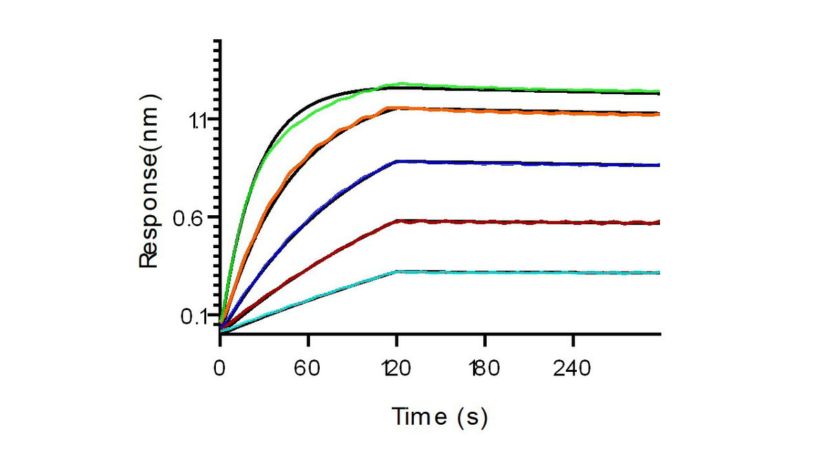 Loaded anti-FAP antibody, human IgG1 on proA Biosensor, can bind Recombinant Human FAP Protein, His Tag (Cat: PKSH031593) with an affinity constant of 0.396 nM as determined in BLI assay (Sartorius Octet RED384) .