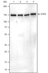 Anti-Human/Rat/Mouse PHF8 Antibody [A514]