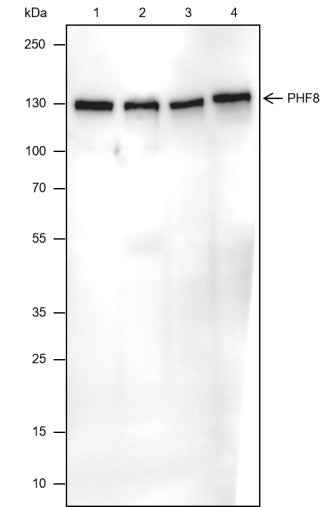Anti-Human/Rat/Mouse PHF8 Antibody [A514]