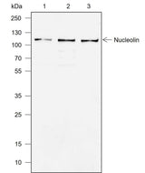 Anti-Human/Rat/Mouse Nucleolin Antibody [A720]