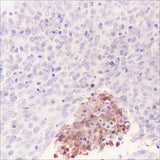 Anti-Human Tenascin X Antibody [A375]