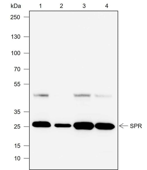 Anti-Human SPR Antibody [A748] - ABMIUM