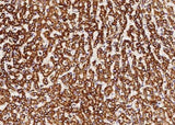 Anti-Human COX5B Antibody [A1209] - ABMIUM