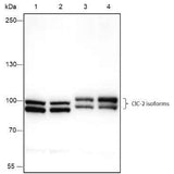Anti-Human/Rat/Mouse ClC-2 Antibody [A430]