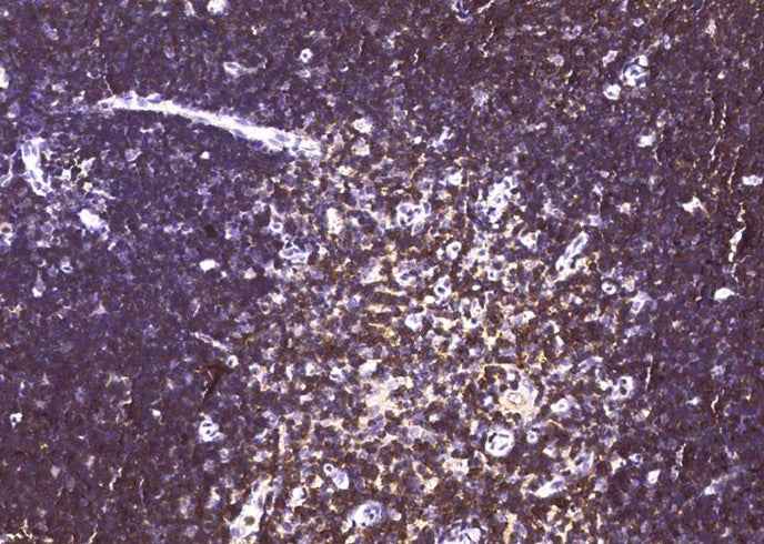 Anti-Rat CD6 Antibody [A1107] - ABMIUM