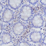 Anti-Human CD50/ICAM3 Antibody [A176]