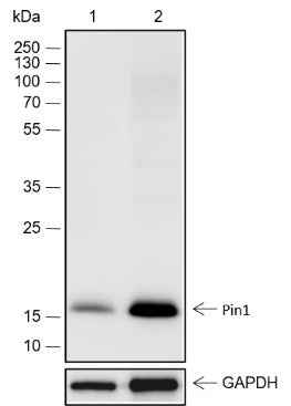 Anti-Human/Rat/Mouse Pin1 Antibody [A517]