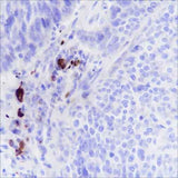 Anti-Human/Rat/Mouse IGJ Antibody [A268]