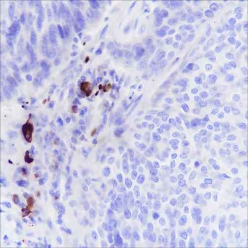 Anti-Human/Rat/Mouse IGJ Antibody [A268]