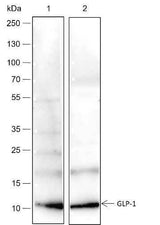 Anti-Human/Rat/Mouse GLP-1 Antibody [A229]