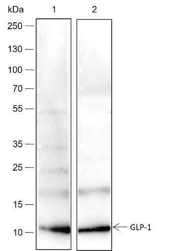 Anti-Human/Rat/Mouse GLP-1 Antibody [A229]