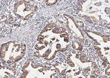Anti-Human PGA4 Antibody [B358]