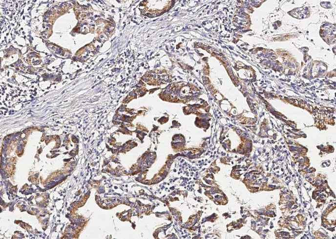 Anti-Human PGA4 Antibody [B358]