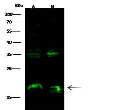Anti-Mouse SDC4 Antibody [B483]