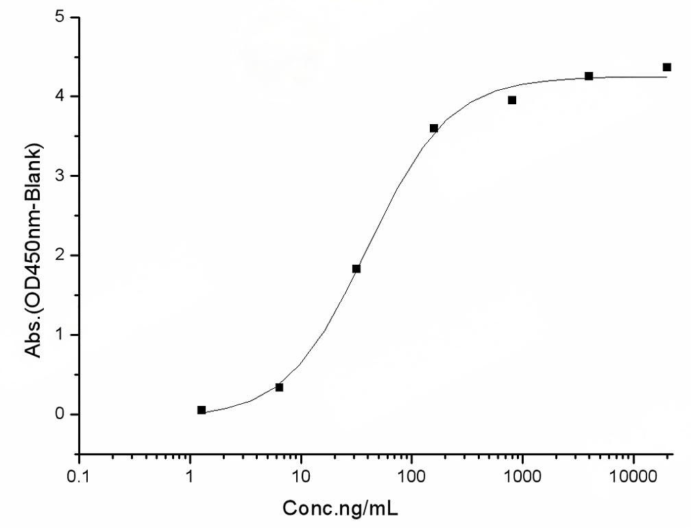 Measured by its binding ability in a functional ELISA. Immobilized human ACE2 protein (Fc tag)(Cat: PKSH031870) at 2 μg/mL (100 μL/well) can bind SARS-CoV-2 (2019-nCoV) Spike RBD(G476S)-His Recombinant Protein (PKSR030533), the EC<sub>50</sub> of SARS-CoV-2 (2019-nCoV) Spike RBD(G476S)-His Recombinant Protein (Cat: PKSR0305198) is 25-60 ng/mL.