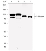 Anti-Human/Rat/Mouse PRDM4/PFM1 Antibody [A764] - ABMIUM