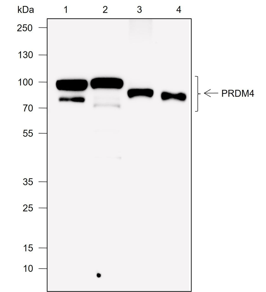 Anti-Human/Rat/Mouse PRDM4/PFM1 Antibody [A764] - ABMIUM