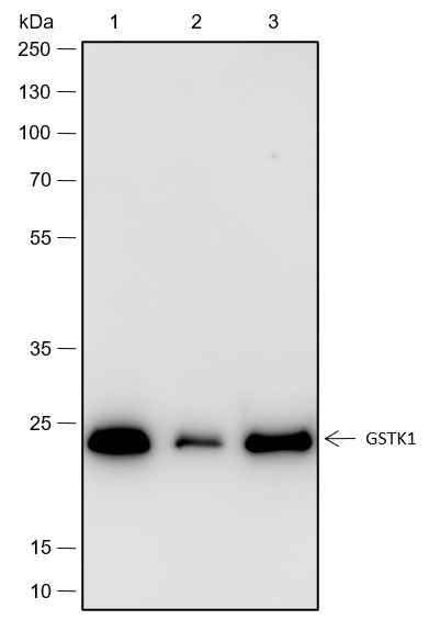 Anti-Human GSTK1 Antibody [A474] - ABMIUM