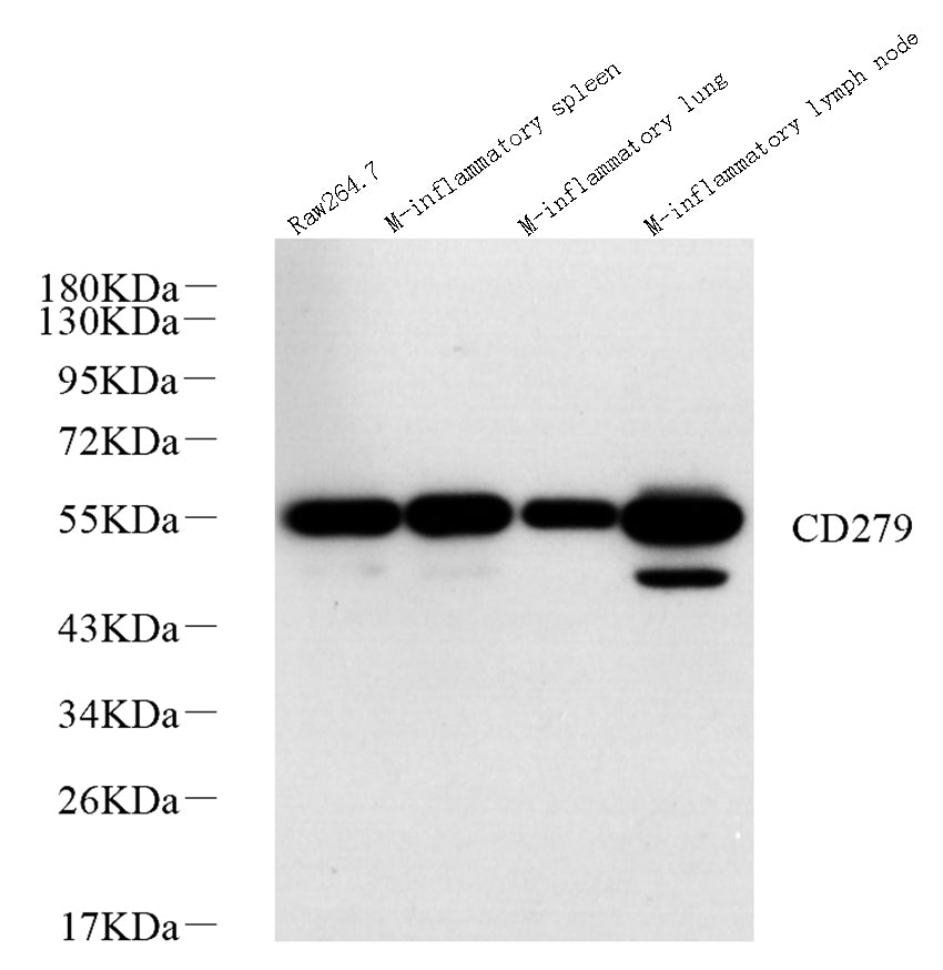 Western Blot analysis of various samples using PD-1/CD279 Polyclonal Antibody at dilution of 1:1000.