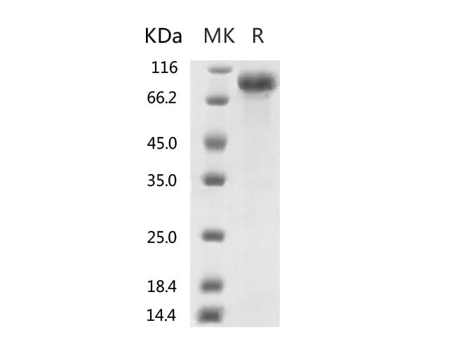 > 95 % as determined by reducing SDS-PAGE.