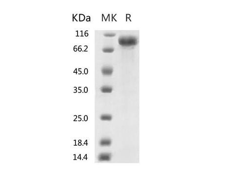 > 95 % as determined by reducing SDS-PAGE.