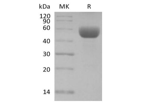 > 95 % as determined by reducing SDS-PAGE.