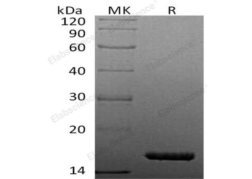 > 97 % as determined by reducing SDS-PAGE.