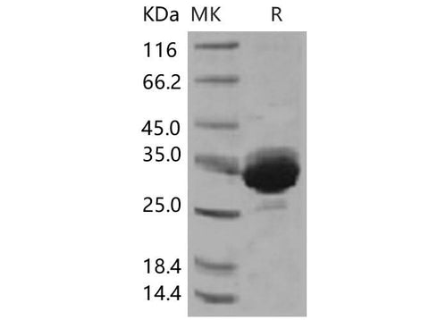 Recombinant Human IgG1-Fc Protein (103 Cys/Ser) - ABMIUM