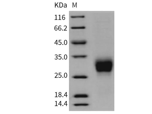 > 97 % as determined by reducing SDS-PAGE.