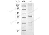 > 70 % as determined by reducing SDS-PAGE.
