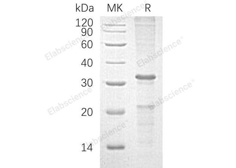 > 70 % as determined by reducing SDS-PAGE.